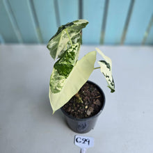 Load image into Gallery viewer, #G29 Alocasia Frydek