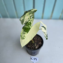Load image into Gallery viewer, #G29 Alocasia Frydek
