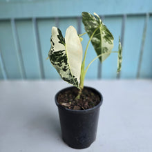 Load image into Gallery viewer, #G29 Alocasia Frydek