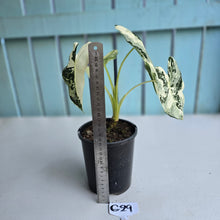 Load image into Gallery viewer, #G29 Alocasia Frydek