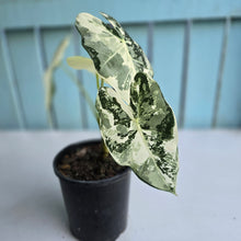 Load image into Gallery viewer, #G29 Alocasia Frydek