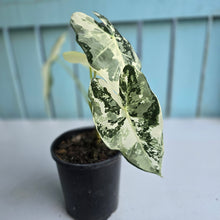 Load image into Gallery viewer, #G29 Alocasia Frydek