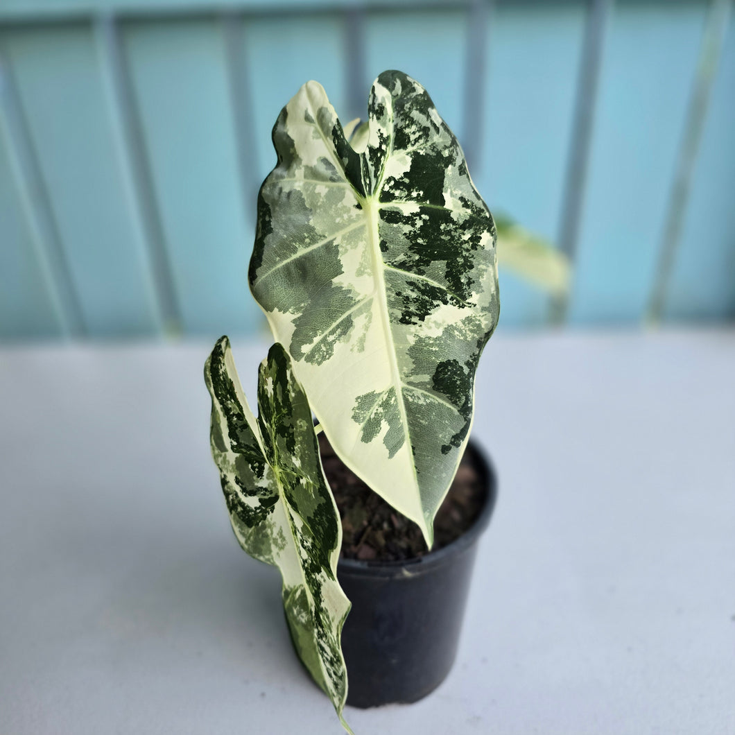 #G29 Alocasia Frydek