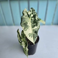 Load image into Gallery viewer, #G29 Alocasia Frydek