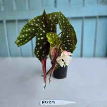 Load image into Gallery viewer, #RD29 Begonia Maculata