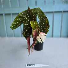 Load image into Gallery viewer, #RD29 Begonia Maculata