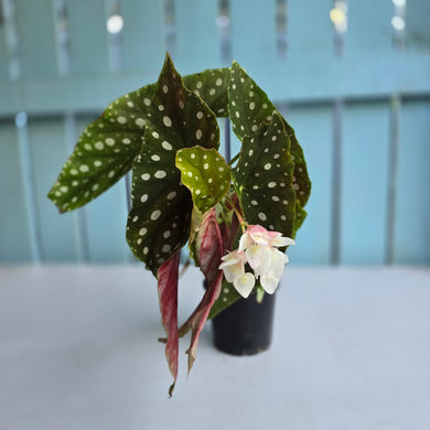 #RD29 Begonia Maculata