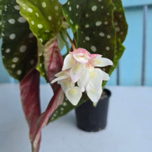 Load image into Gallery viewer, #RD29 Begonia Maculata