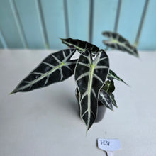 Load image into Gallery viewer, #R31 Alocasia Bambino