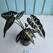 Load image into Gallery viewer, #R31 Alocasia Bambino
