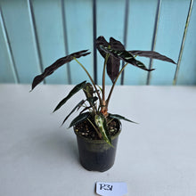 Load image into Gallery viewer, #R31 Alocasia Bambino