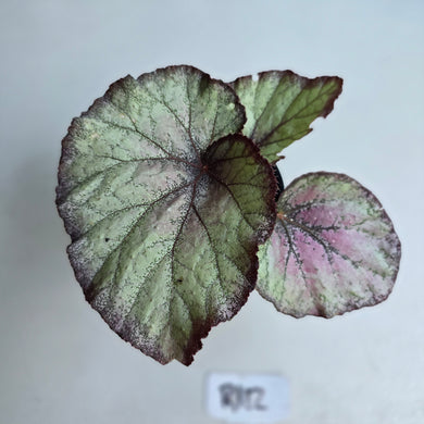 #R112 Begonia Sugar Plum Fairy
