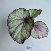 Load image into Gallery viewer, #R112 Begonia Sugar Plum Fairy