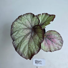 Load image into Gallery viewer, #R112 Begonia Sugar Plum Fairy