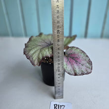 Load image into Gallery viewer, #R112 Begonia Sugar Plum Fairy