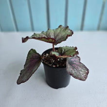 Load image into Gallery viewer, #R112 Begonia Sugar Plum Fairy