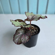 Load image into Gallery viewer, #R112 Begonia Sugar Plum Fairy