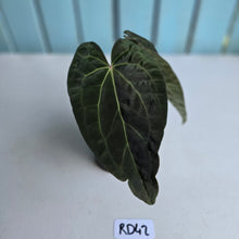 Load image into Gallery viewer, #RD42 Two x Headed Anthurium Dark NOID
