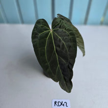 Load image into Gallery viewer, #RD42 Two x Headed Anthurium Dark NOID