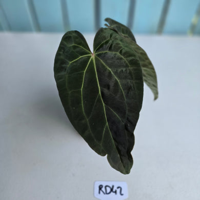 #RD42 Two x Headed Anthurium Dark NOID