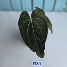 Load image into Gallery viewer, #RD42 Two x Headed Anthurium Dark NOID