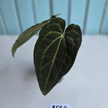 Load image into Gallery viewer, #RD42 Two x Headed Anthurium Dark NOID