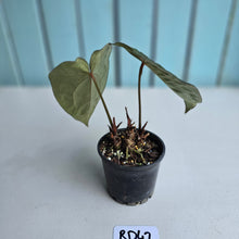 Load image into Gallery viewer, #RD42 Two x Headed Anthurium Dark NOID