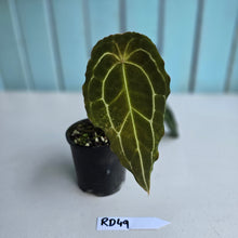 Load image into Gallery viewer, #RD49 Frilly Anthurium Forgetii x