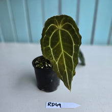 Load image into Gallery viewer, #RD49 Frilly Anthurium Forgetii x