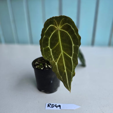 #RD49 Frilly Anthurium Forgetii x