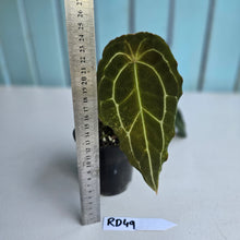 Load image into Gallery viewer, #RD49 Frilly Anthurium Forgetii x