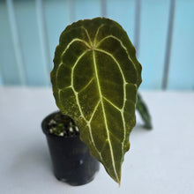 Load image into Gallery viewer, #RD49 Frilly Anthurium Forgetii x