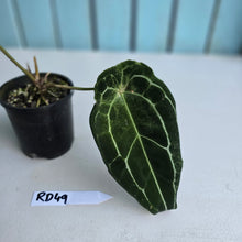 Load image into Gallery viewer, #RD49 Frilly Anthurium Forgetii x