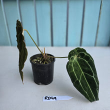 Load image into Gallery viewer, #RD49 Frilly Anthurium Forgetii x