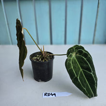 Load image into Gallery viewer, #RD49 Frilly Anthurium Forgetii x