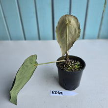 Load image into Gallery viewer, #RD49 Frilly Anthurium Forgetii x