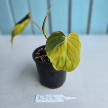 Load image into Gallery viewer, #R323 Variegated Philodendron Micans