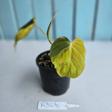 Load image into Gallery viewer, #R323 Variegated Philodendron Micans
