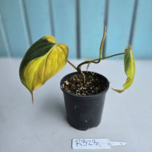 Load image into Gallery viewer, #R323 Variegated Philodendron Micans