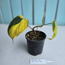 Load image into Gallery viewer, #R323 Variegated Philodendron Micans