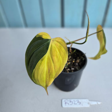 #R323 Variegated Philodendron Micans