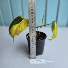 Load image into Gallery viewer, #R323 Variegated Philodendron Micans