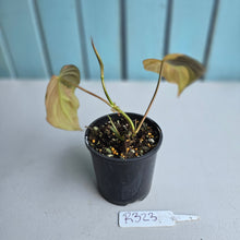 Load image into Gallery viewer, #R323 Variegated Philodendron Micans