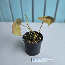 Load image into Gallery viewer, #R323 Variegated Philodendron Micans