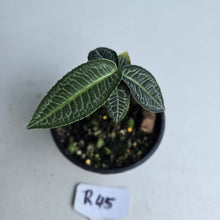 Load image into Gallery viewer, #R45 Labisia White Lines