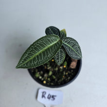 Load image into Gallery viewer, #R45 Labisia White Lines