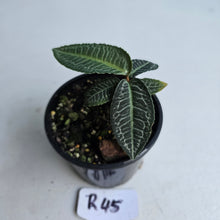 Load image into Gallery viewer, #R45 Labisia White Lines