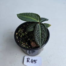 Load image into Gallery viewer, #R45 Labisia White Lines