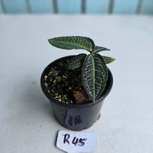 Load image into Gallery viewer, #R45 Labisia White Lines