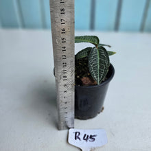 Load image into Gallery viewer, #R45 Labisia White Lines